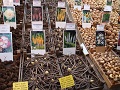 Amsterdam Flower shop